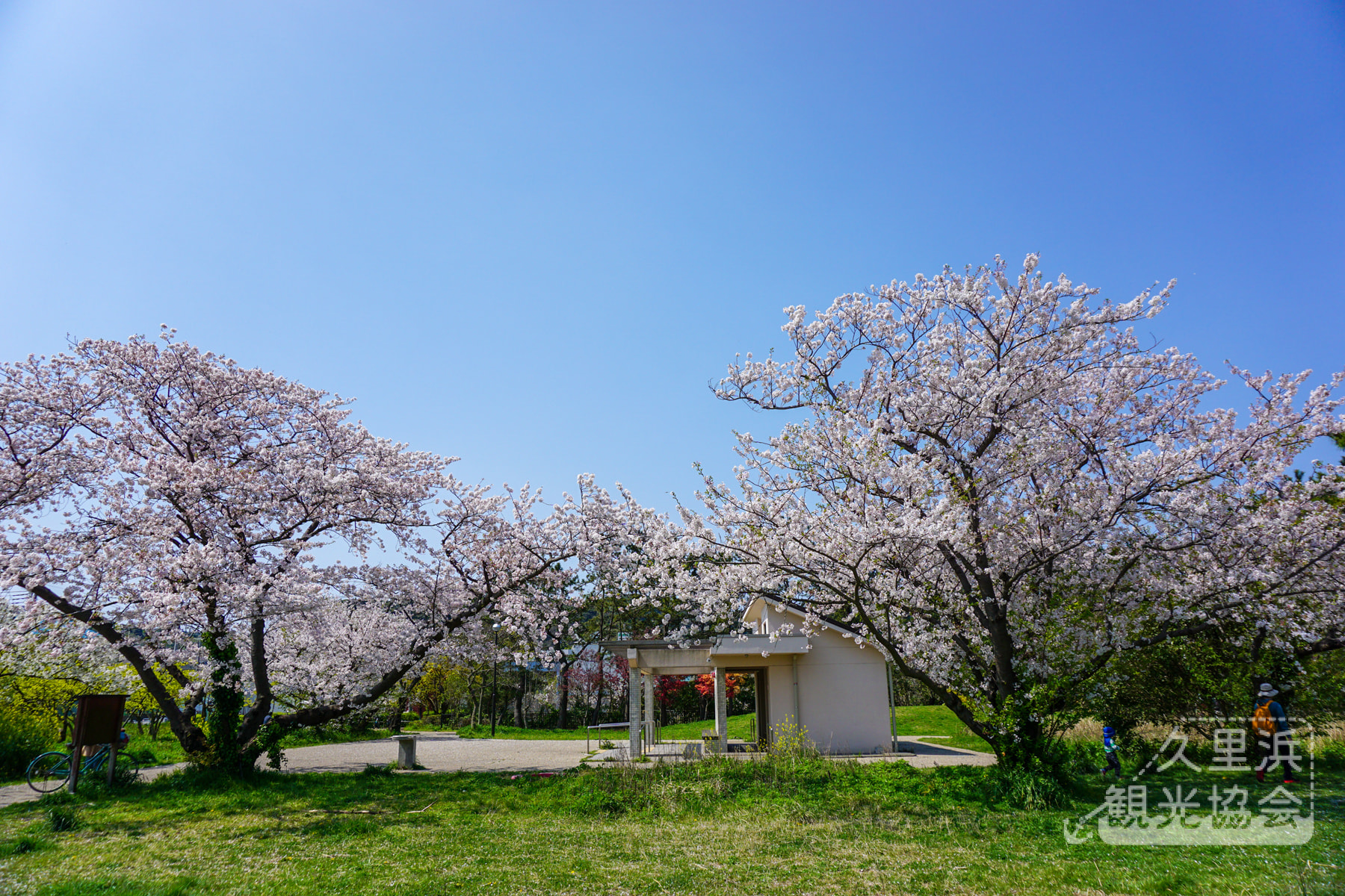 くりはまみんなの公園（2020年4月）・最後の桜シーズン