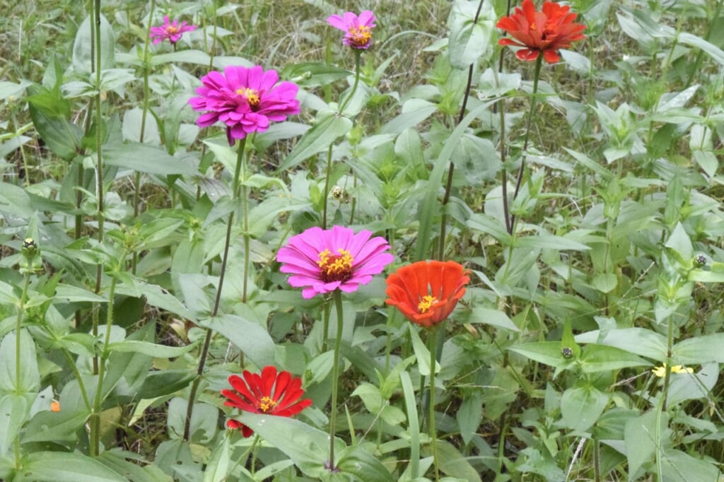 ジニア 四季の花壇