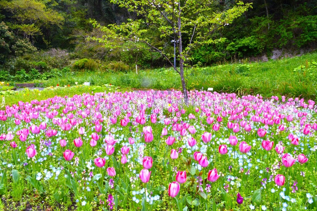 四季の花壇