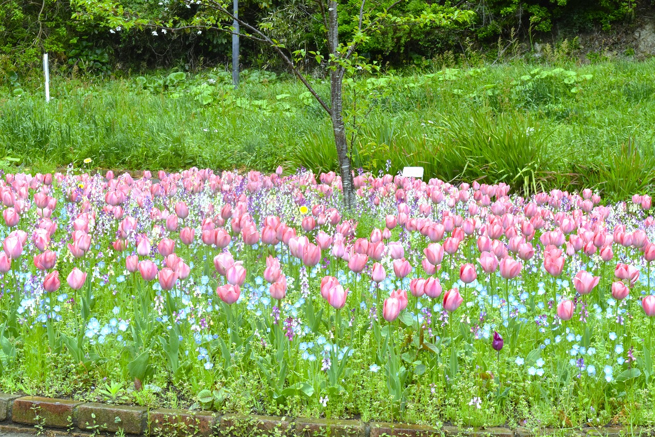 四季の花壇