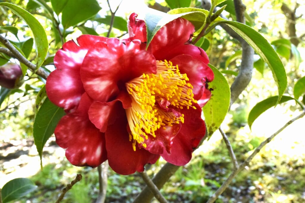 蜀紅錦