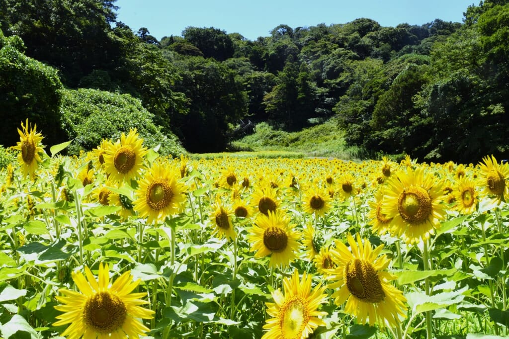 パイオニア