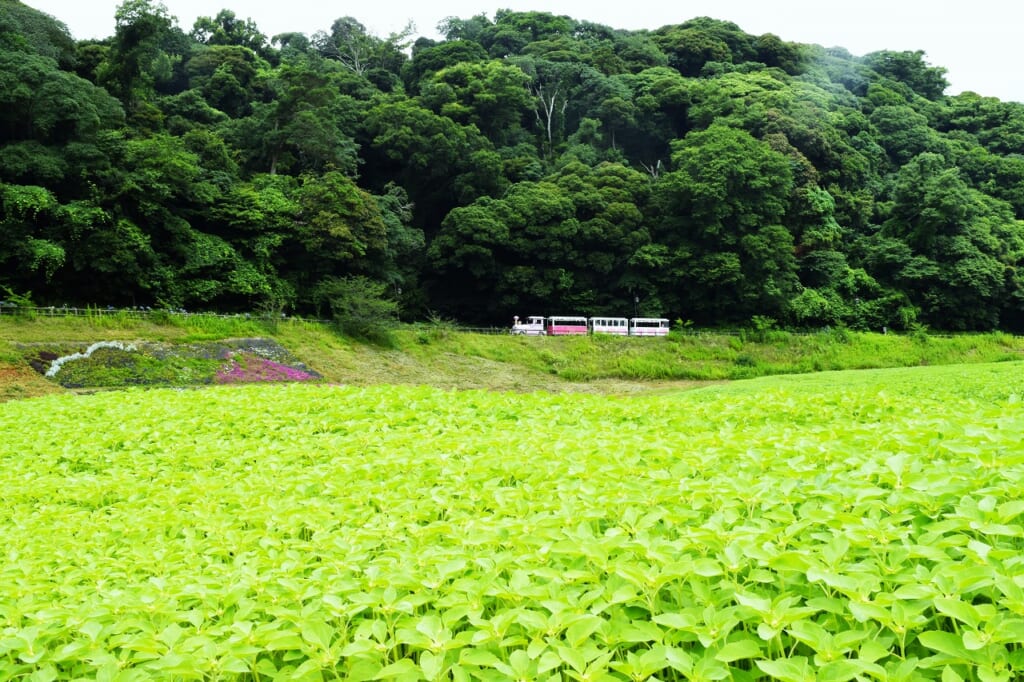 ヒマワリ畑（開花前）