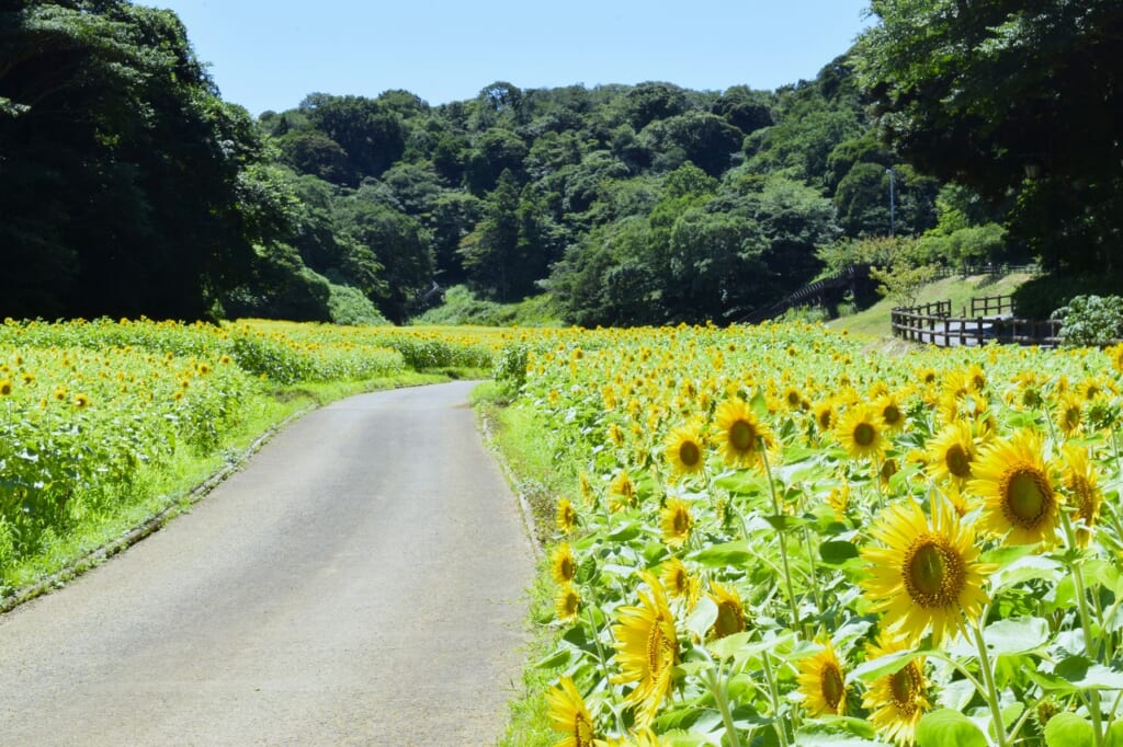 コスモス園入口