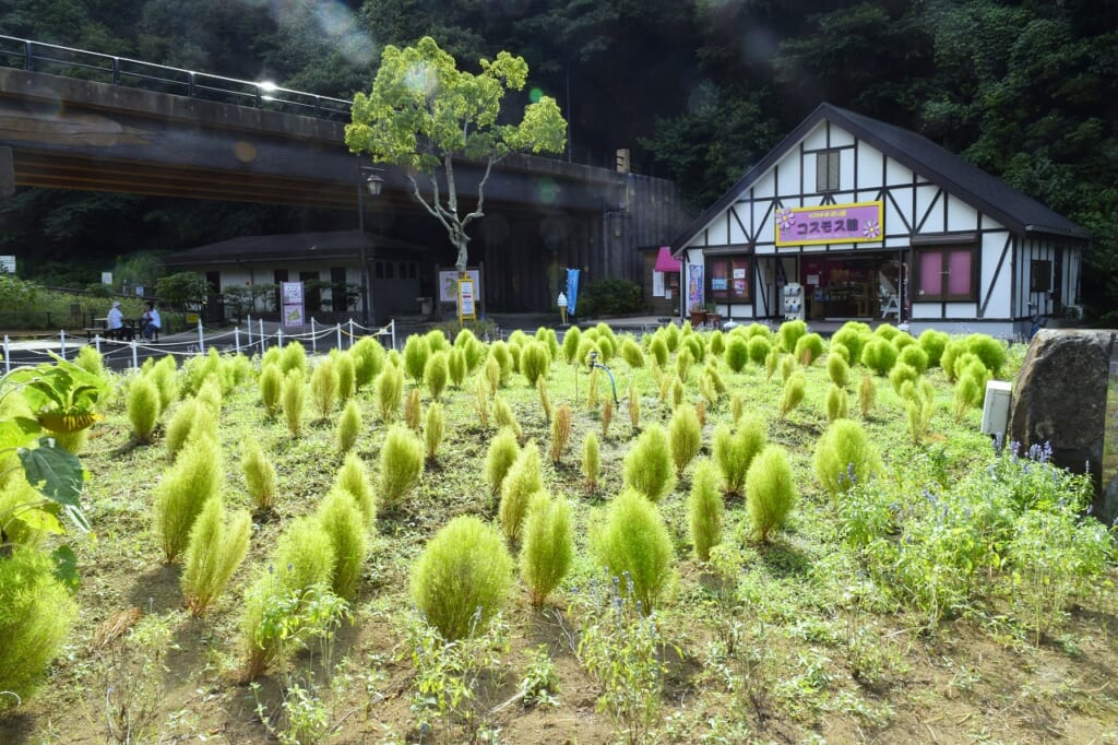 コキア