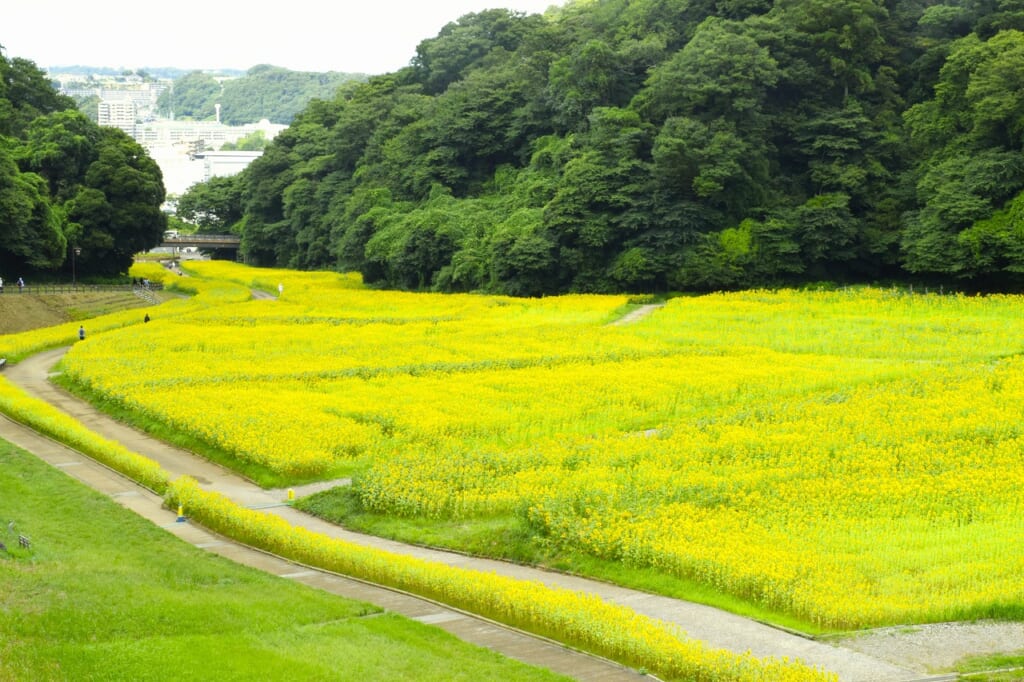 パイオニア
