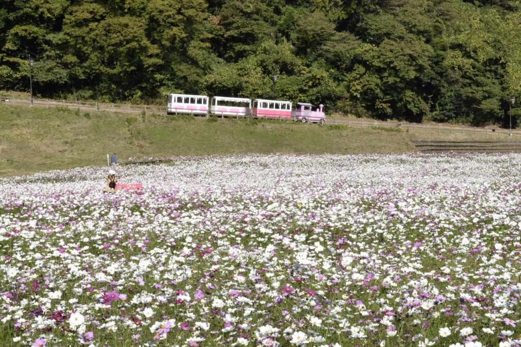 コスモス園 中央から園路
