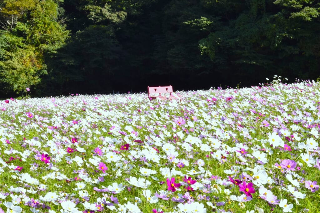 コスモス園 中央