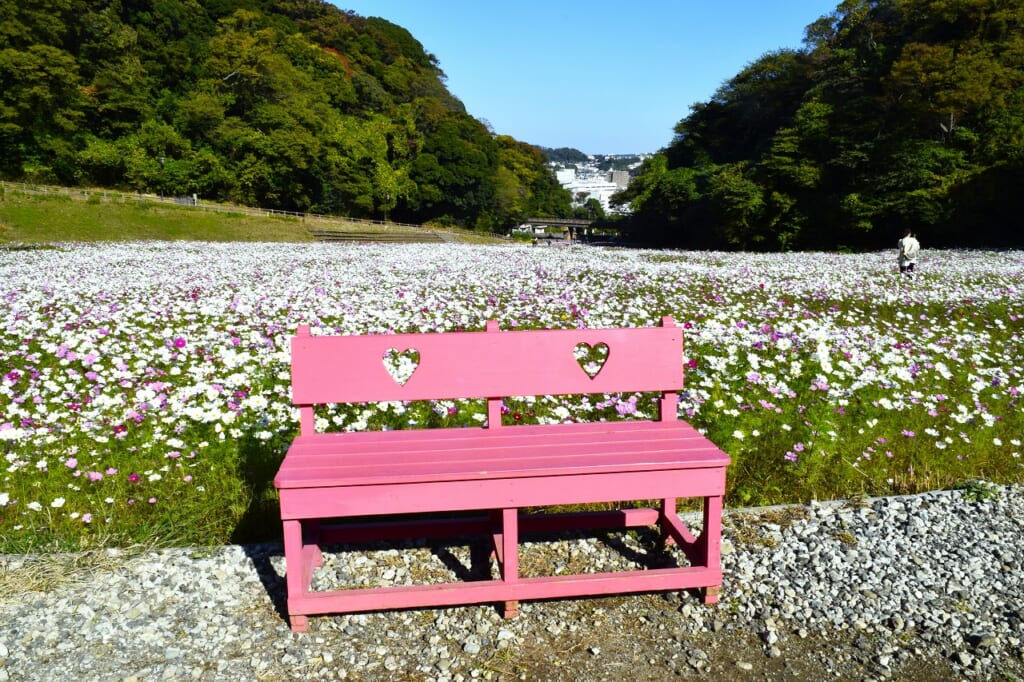 コスモス園 フォトショトポイント