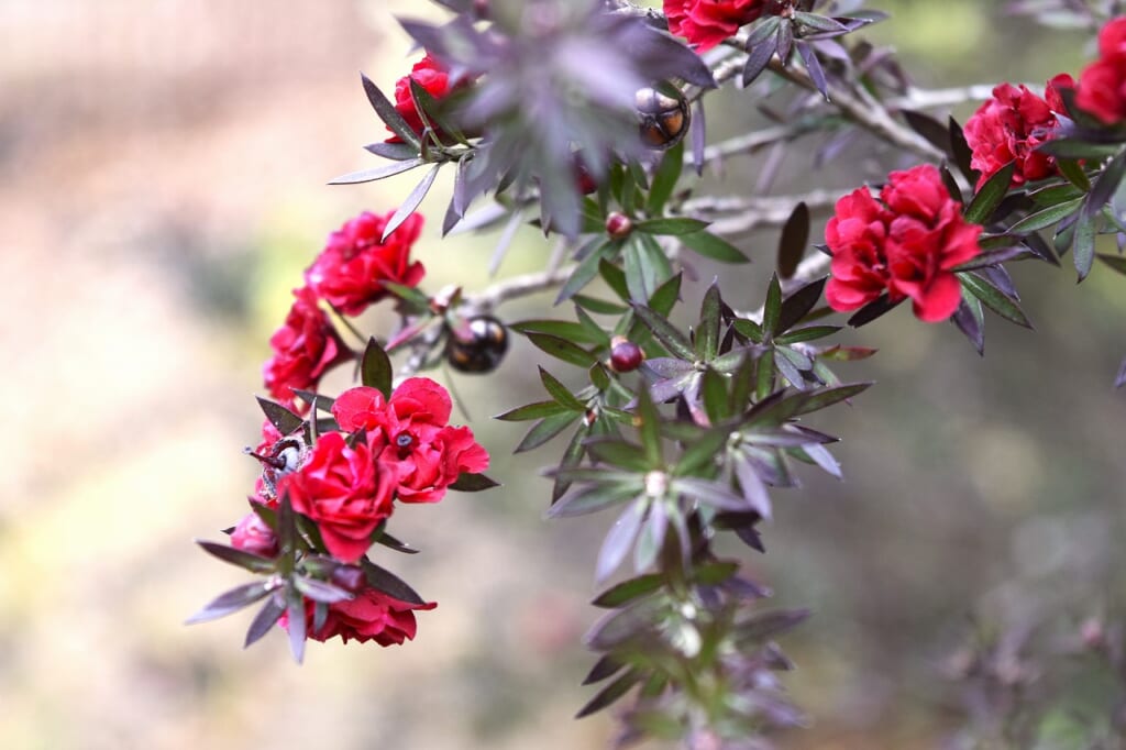 ギョウリュウバイ