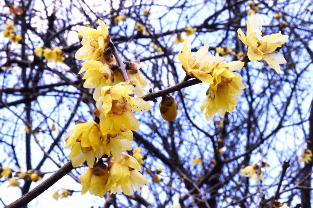 ソシンロウバイ