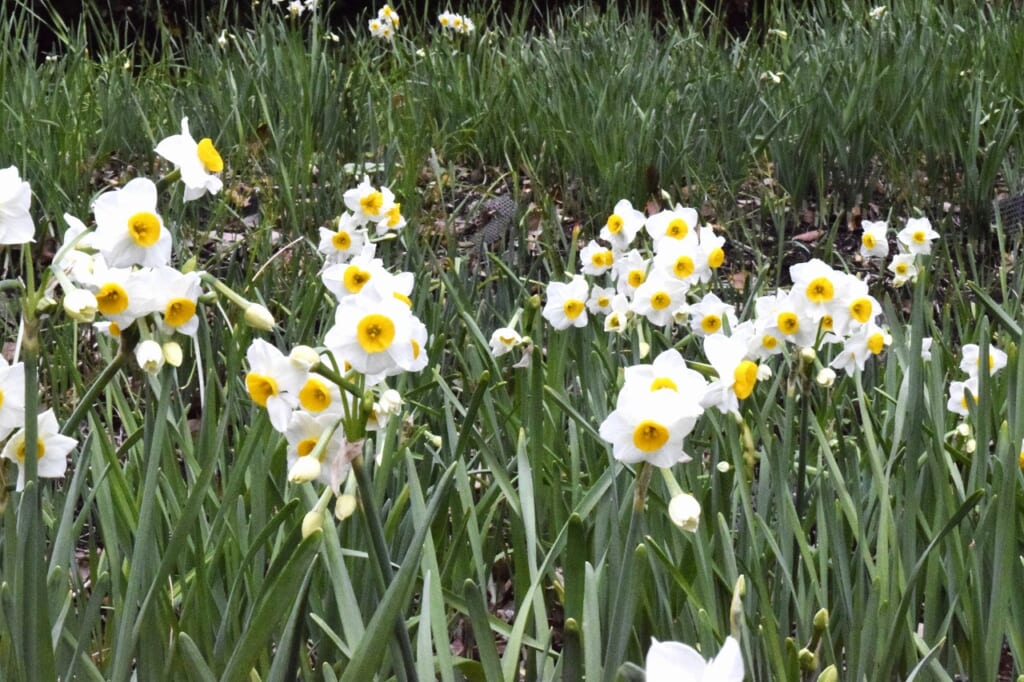 ニホンズイセン