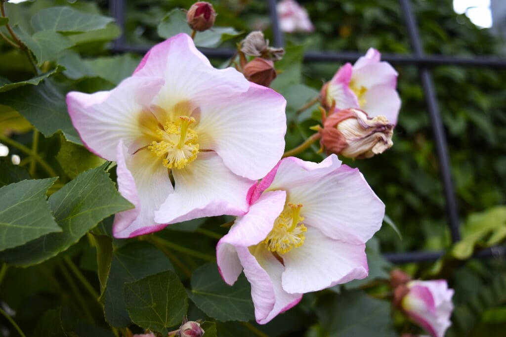 サキシマフヨウ