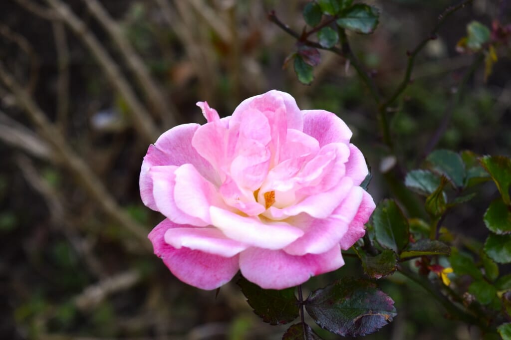 ドリフトローズ