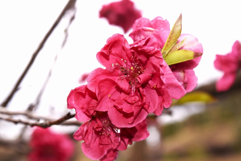 ハナモモ(マゼンダ)