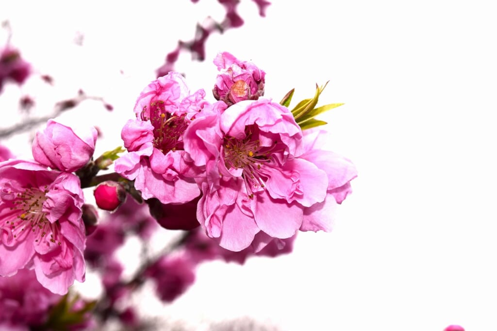 ハナモモ(ピンク)