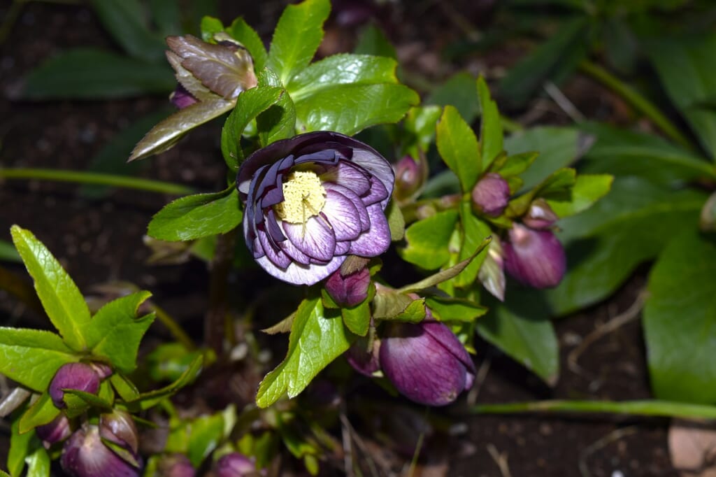 クリスマスローズ