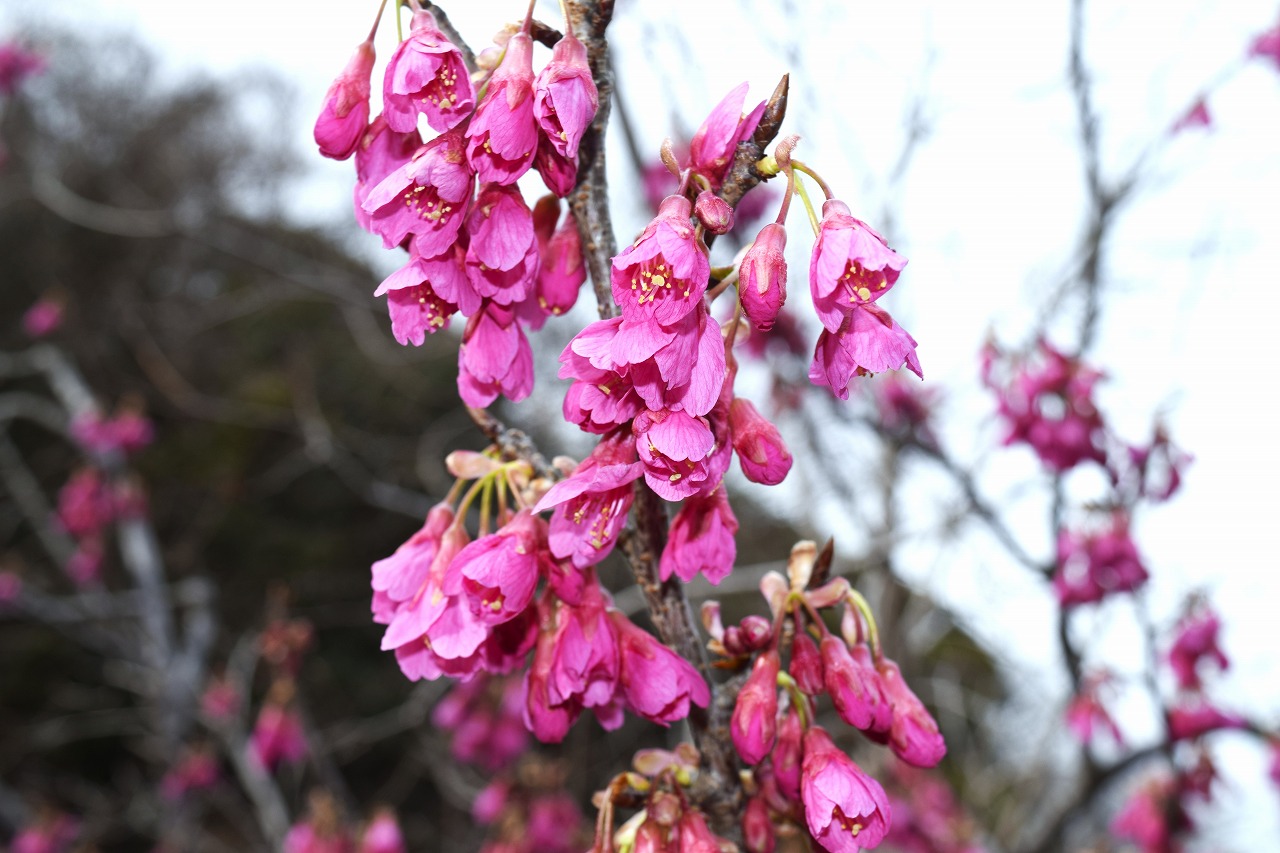 寒緋桜