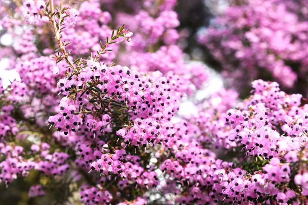 ジャノメエリカ