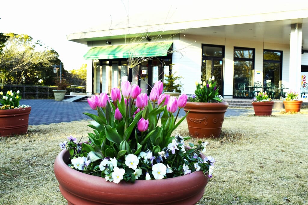 アイスチューリップ