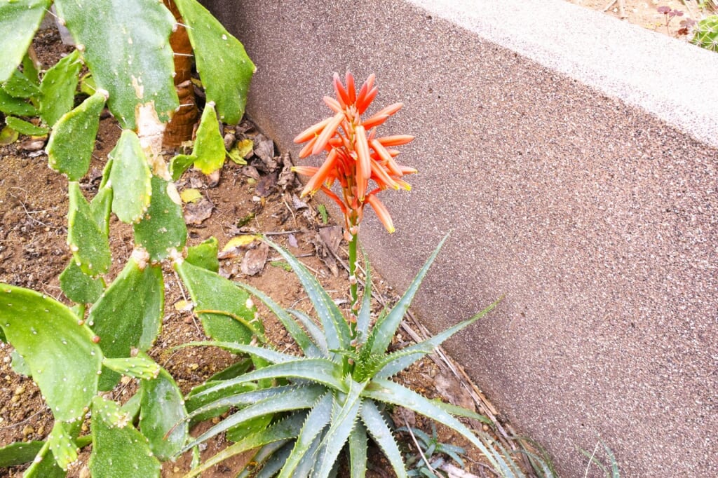 アロエの花
