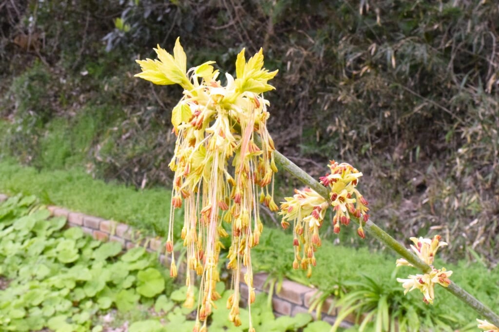 トネリコパノカエデ