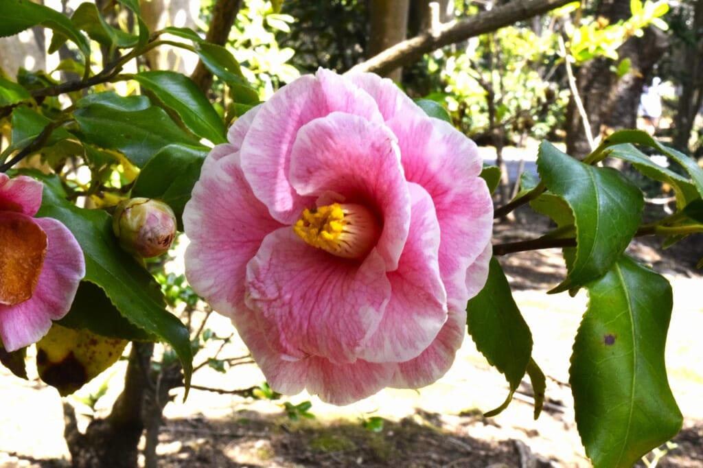 ジャイガンティア