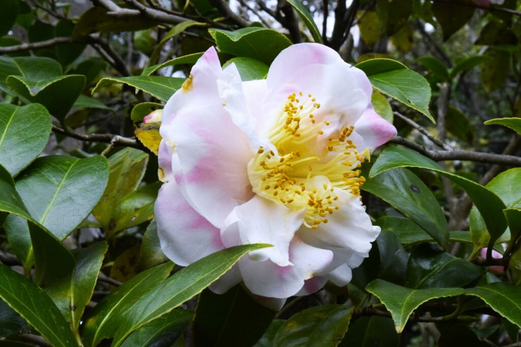 ニーナ・エーブリ