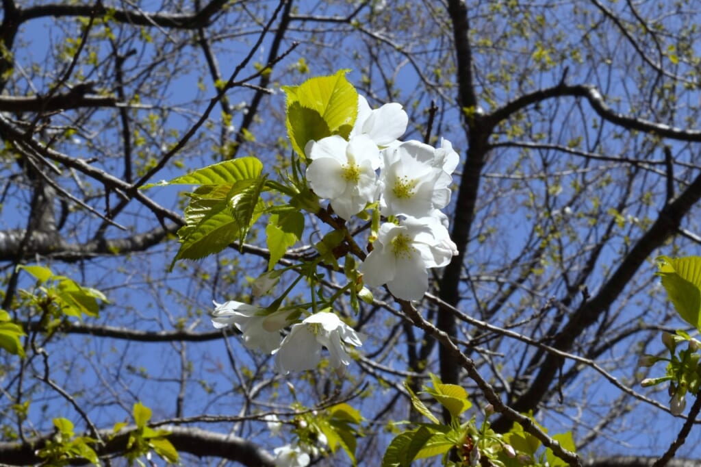 オオシマザクラ