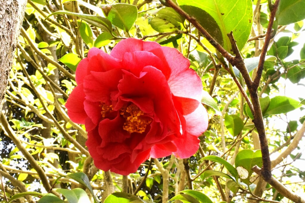 クレイマーズ・シュープリーム