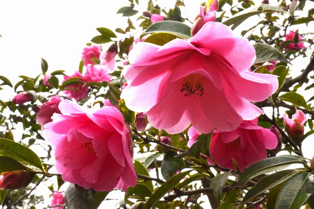 レディ・カトラー