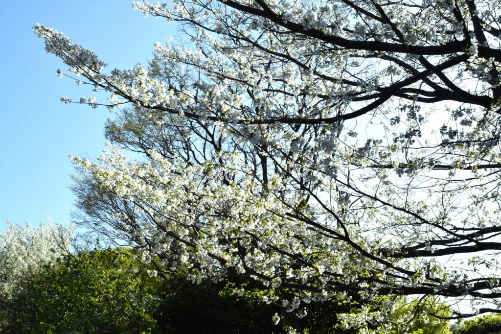 オオシマザクラ