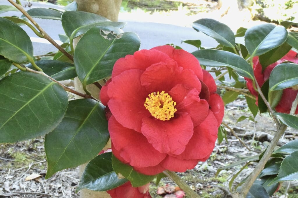 グランド・スラム