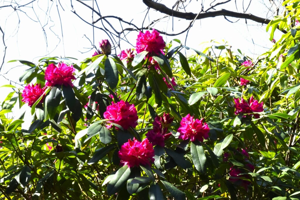 西洋シャクナゲ