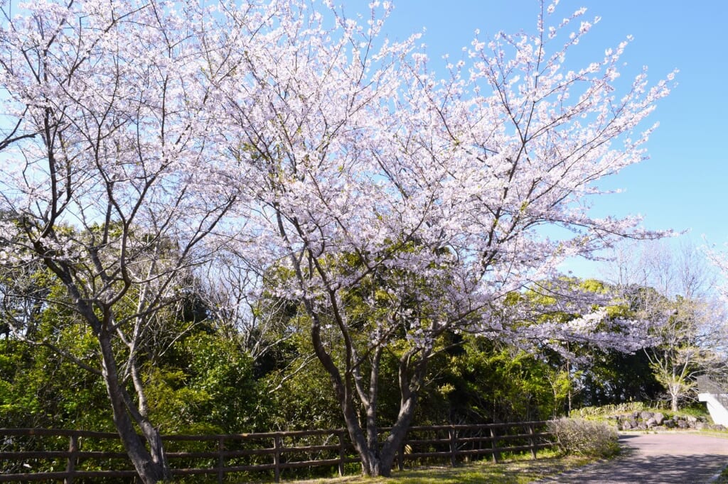 荘川桜