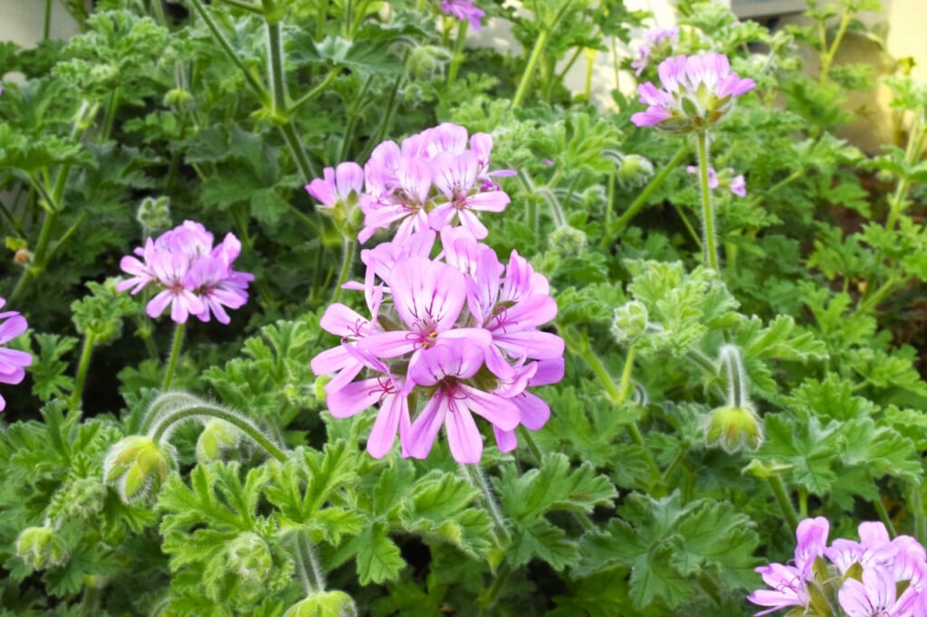 センテッドゼラニウム